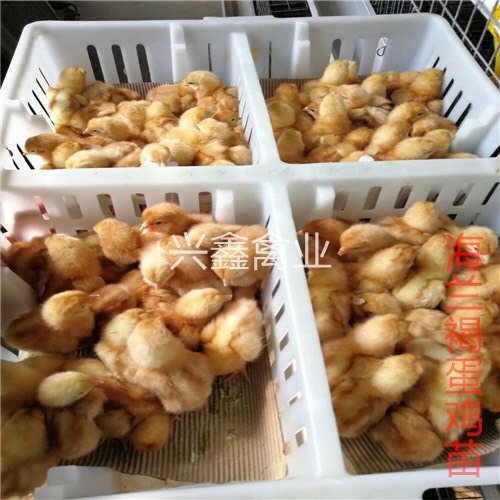 广州海兰褐蛋鸡苗 