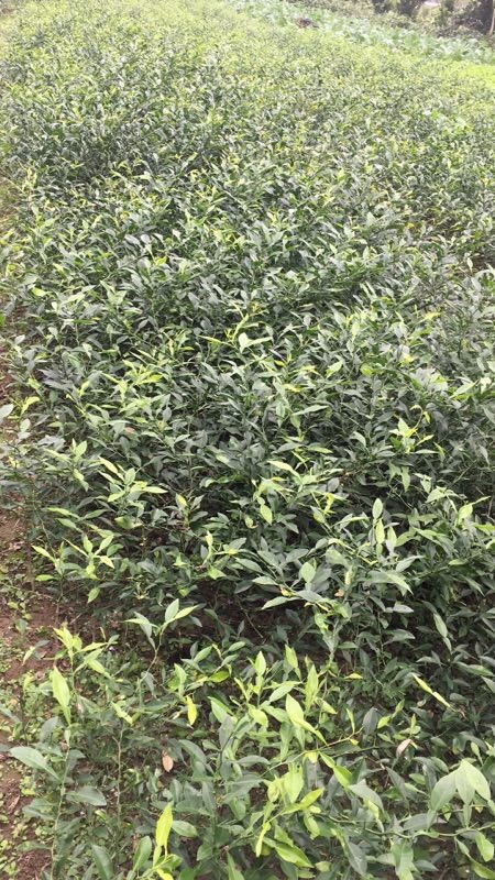 资阳香橙苗 移栽苗 0.5米以下