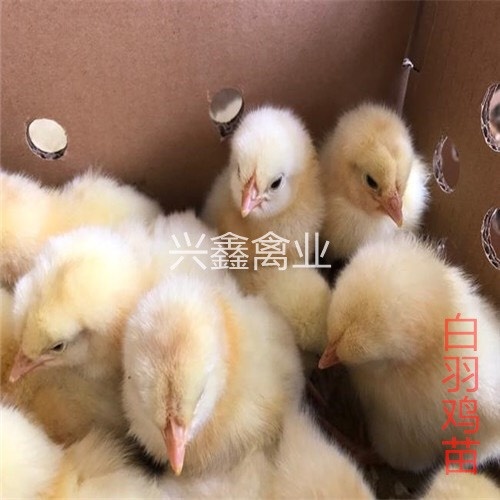 贵阳白羽肉鸡苗 