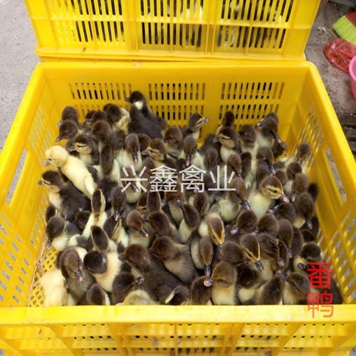 贵阳番鸭苗