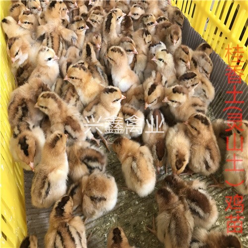 广州土鸡苗 公