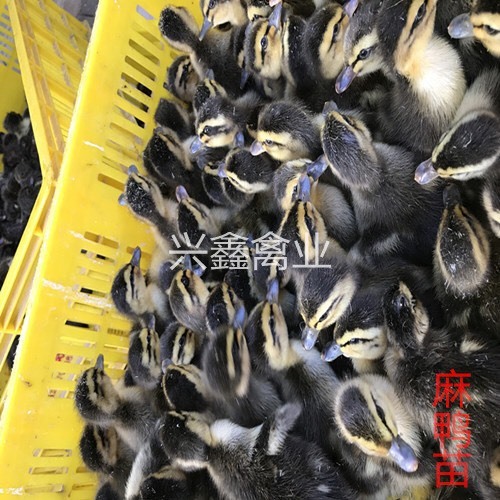 贵阳麻鸭苗