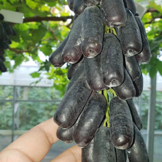 泰安蓝宝石葡萄苗
