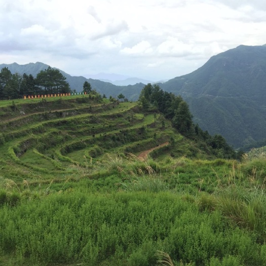 永嘉县黑山羊 50-80斤 
