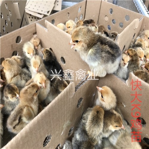 贵阳K9鸡苗 公