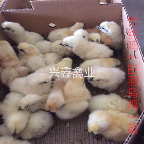 竹丝鸡苗 