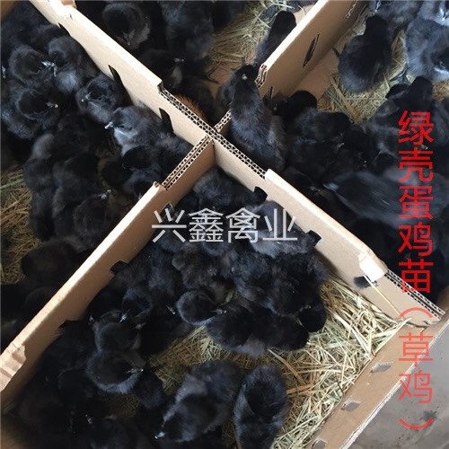 贵阳绿壳鸡苗 公