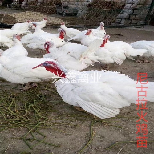 贵阳尼古拉火鸡苗 统货