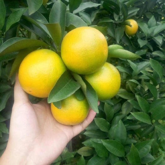 南宁红江橙 一级果