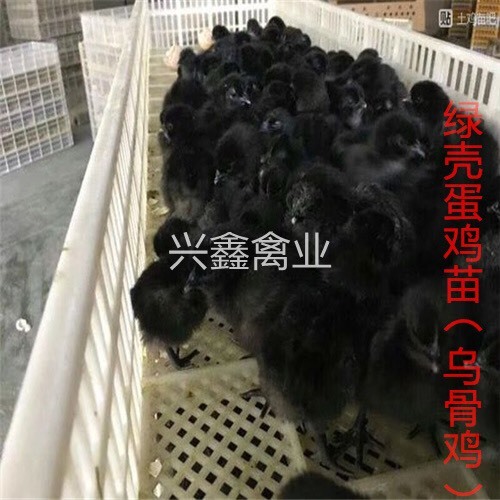 南宁绿壳鸡苗 母