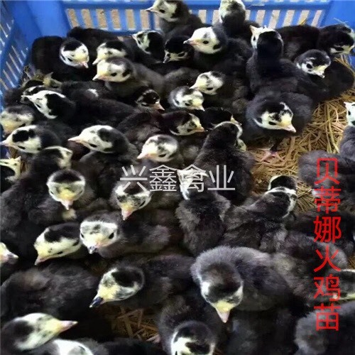 贵阳贝蒂娜火鸡苗 统货