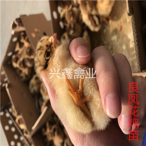 贵阳良凤花鸡苗 公
