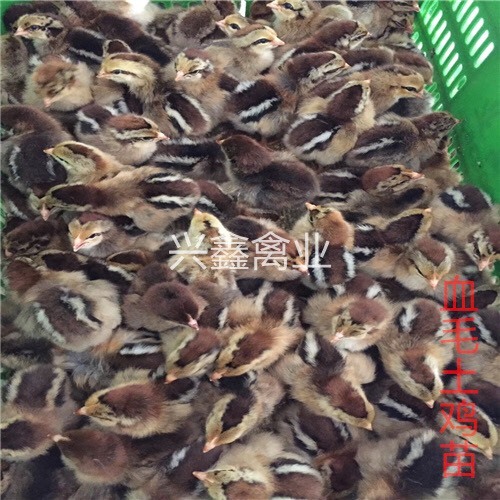 贵阳血毛土鸡苗 公