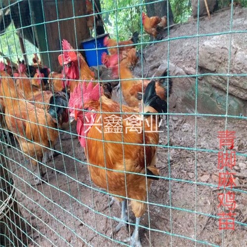 贵阳青脚麻鸡苗 公