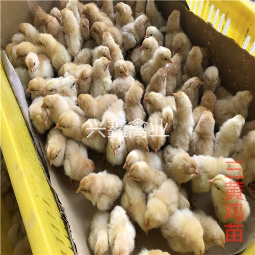 贵阳三黄鸡苗 公