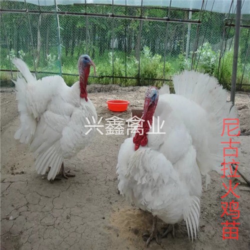 尼古拉火鸡苗 统货