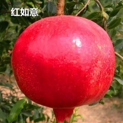 平邑县红如意软籽石榴树苗 