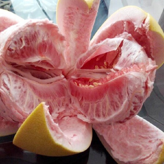 三红蜜柚苗