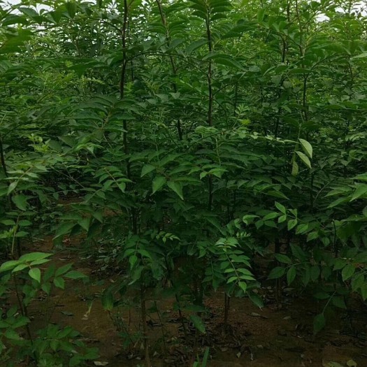 保定青花椒苗 