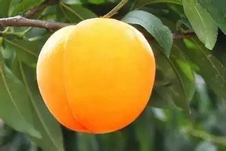 平邑县十月黄金桃 全部嫁接苗 包成活