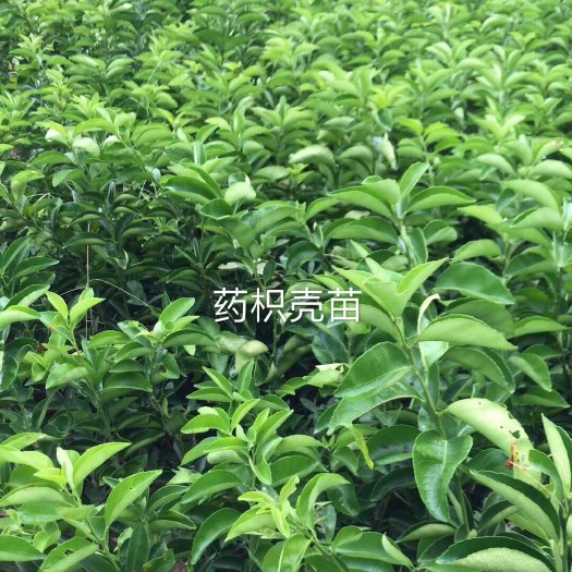 重庆市枳壳药材嫁接苗
