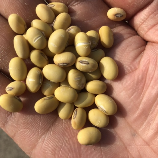 盐城翠扇大豆 生大豆 1等品 