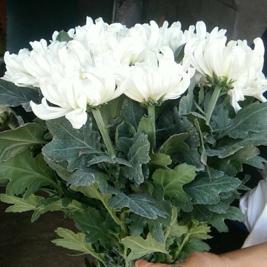 新沂市白菊花