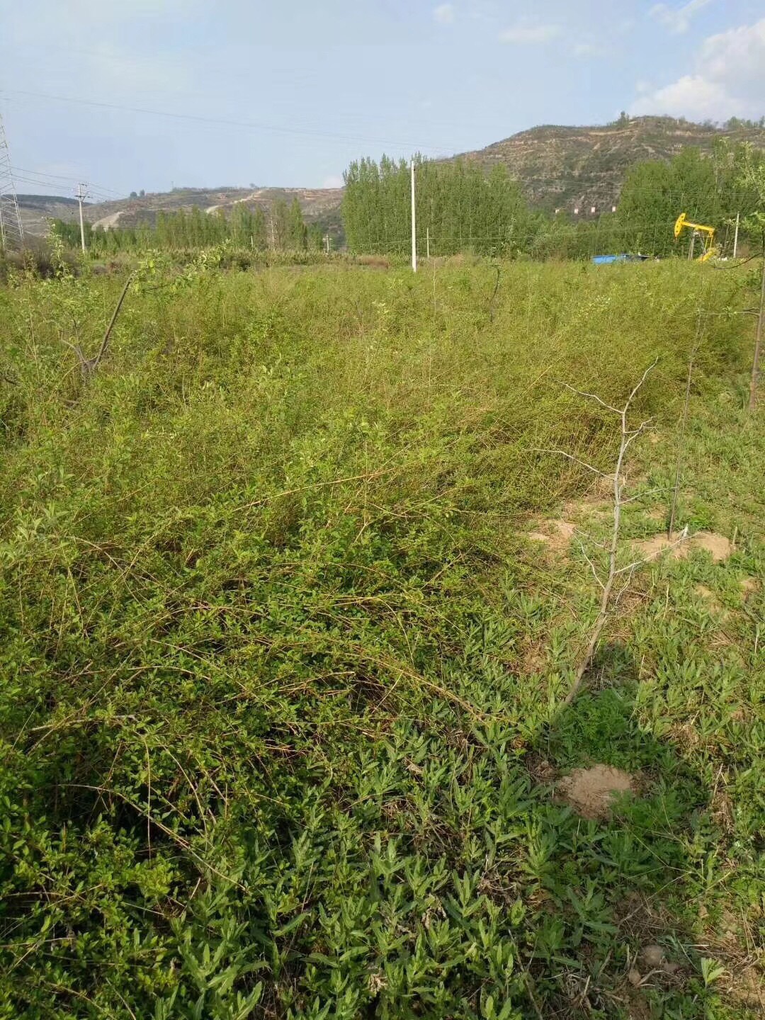 连翘树苗大果高产连翘种苗山坡荒山平原栽种旱地栽种