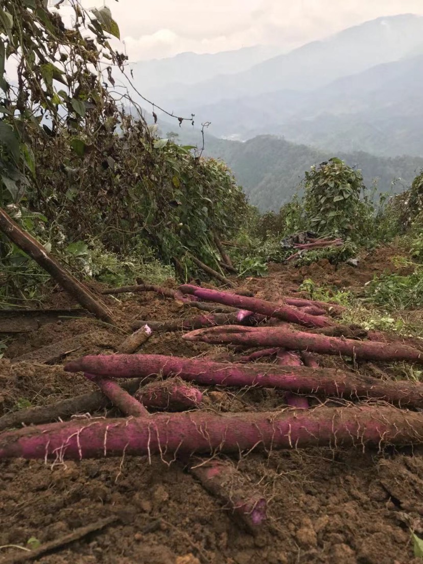 供应大厅  蔬菜 山药 商品属性 品种名:紫玉淮山山药 商品详情 今年的