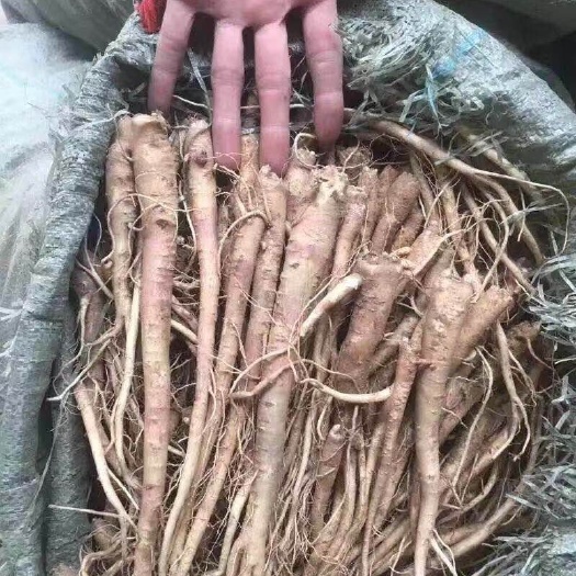广州人参 鲜参