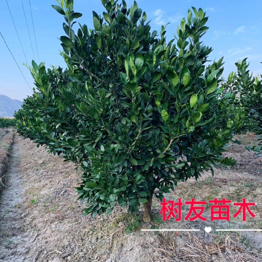 特早蜜桔苗 挂果树 1.5~2米