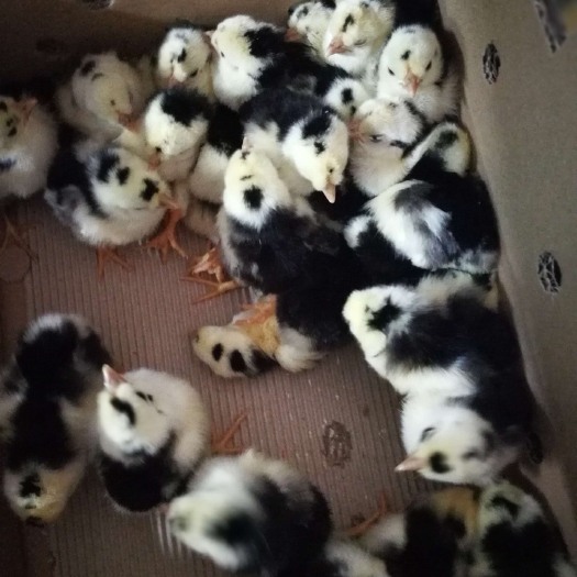 广州贵妃鸡苗