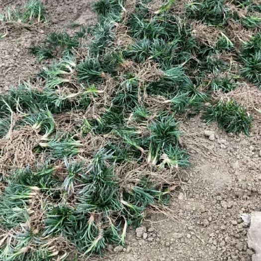 郴州玉龙草 