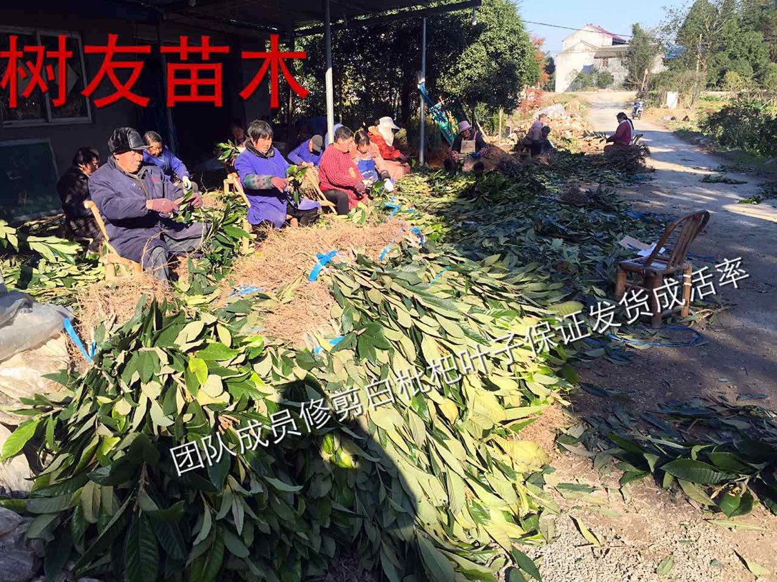台州白肉枇杷苗 只发顺丰快递包邮