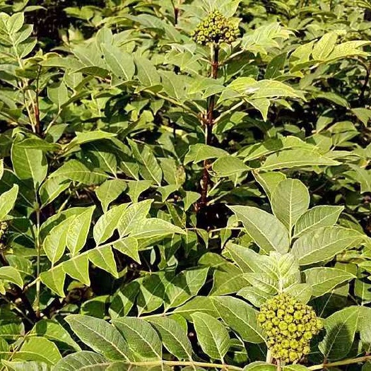 重庆市吴茱萸 