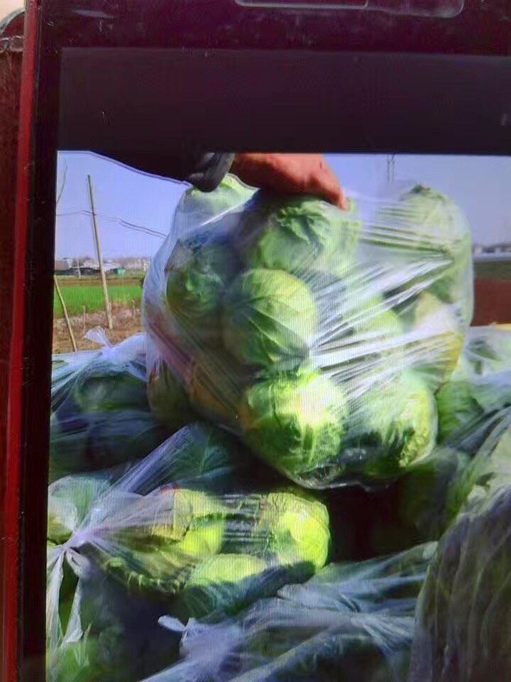 平包菜  优质包菜 产地直销 还供应各种季节性蔬菜