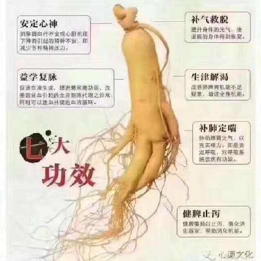 广州人参 鲜参