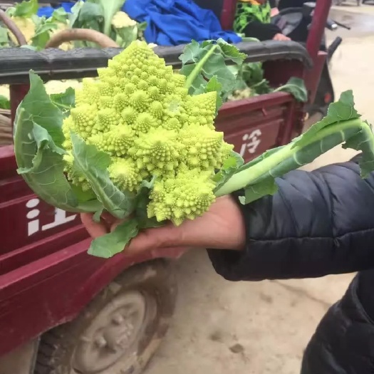 新野县圆包菜  旺旺系列圆包菜。产地直销。诚信合作