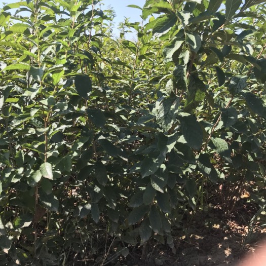 绛县钙果苗 0.5米以下