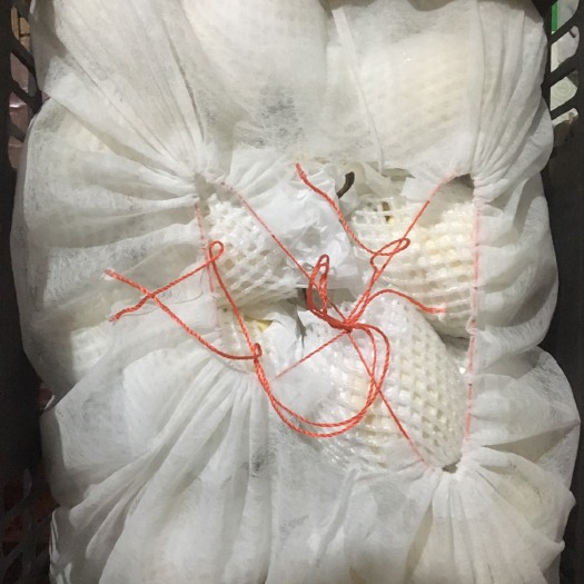 深州市鸭梨 200-250g 55mm以上 