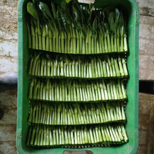 许昌广州菜心  本地大棚种植广东菜心