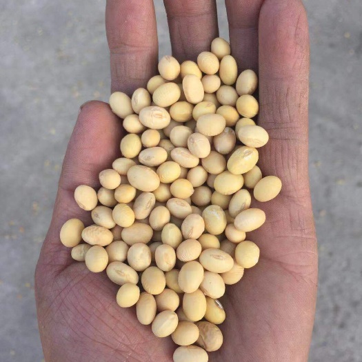 五河县黄黄豆 生大豆 1等品 