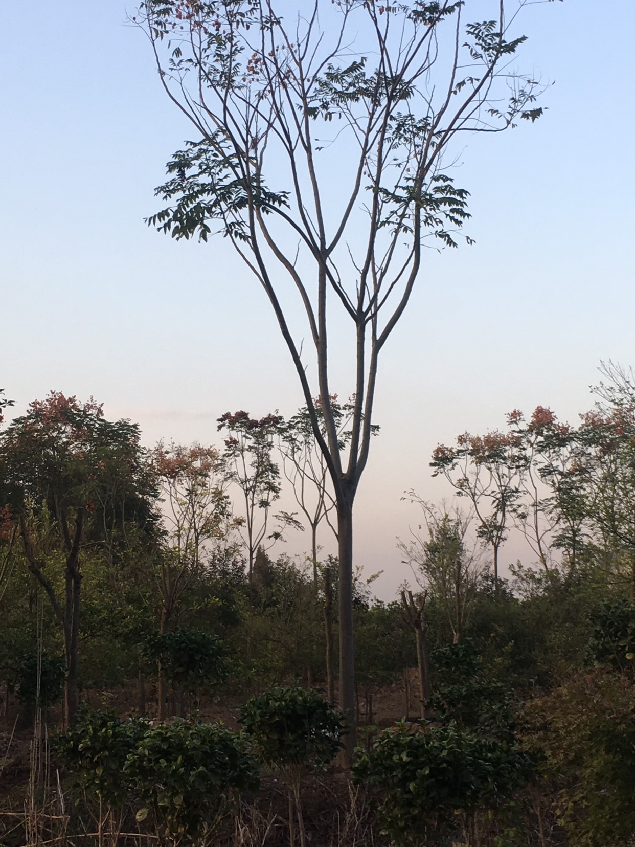 黄山栾树