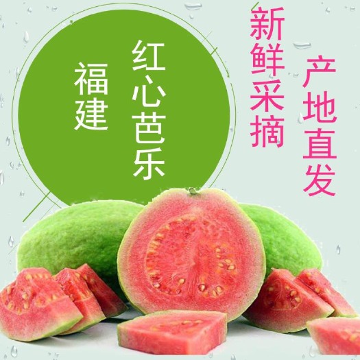 南靖县番石榴  红心芭乐