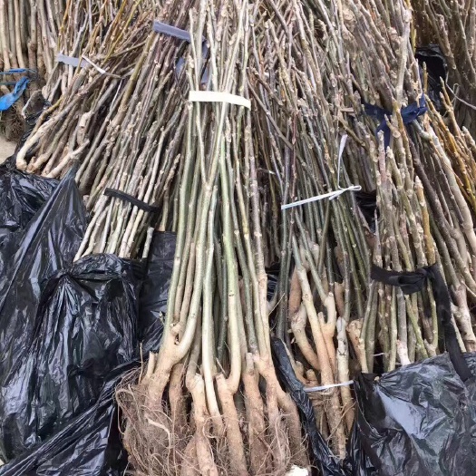 闻喜县薄皮核桃苗