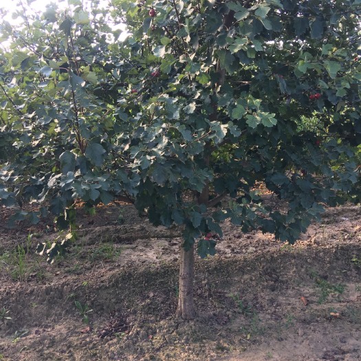 运城8公分山楂树