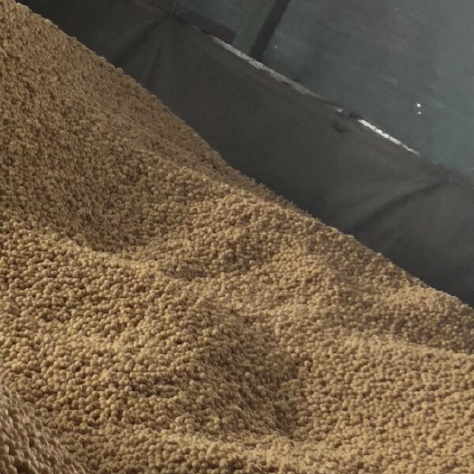 绥化东北黑龙江大豆 生大豆 2等品 