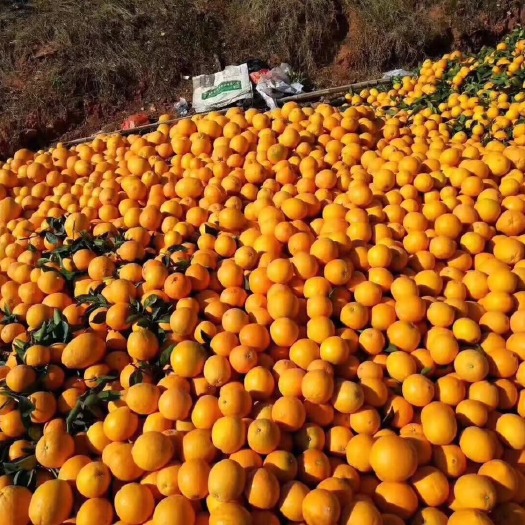 信丰县赣南脐橙榨汁果次果二级果三级果橙汁工厂果加工果
