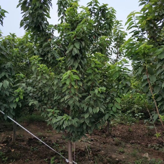 保定红灯樱桃苗