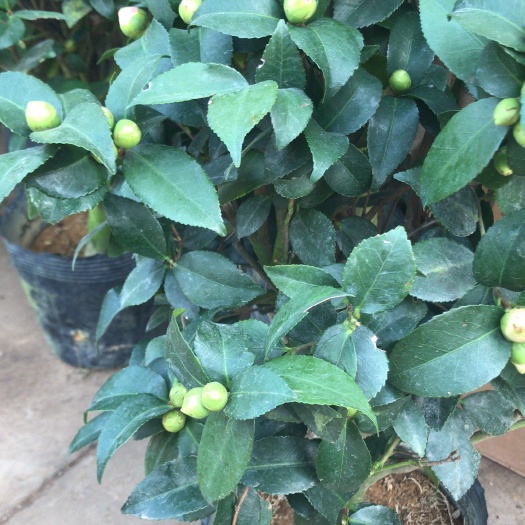 新沂市茶花树 10cm以下